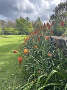 Red Hot Pokers